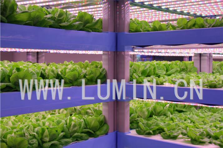 美国将凭借LED建第一个全自动垂直农场