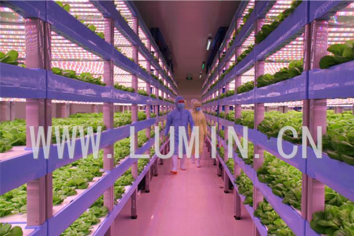 LED植物农场既能生产蔬菜又可以提供热能
